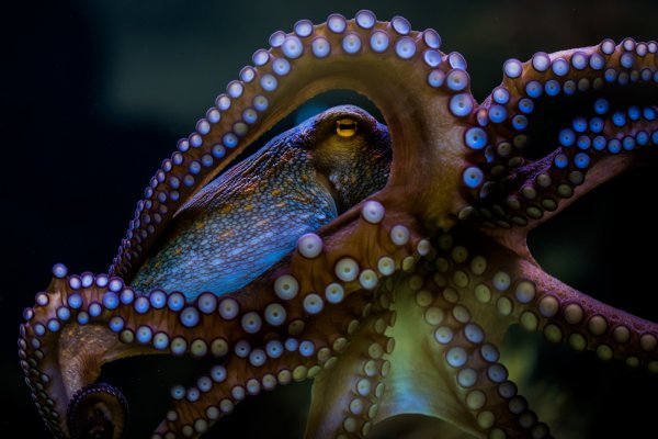 Kraken 11at