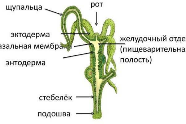 Kraken ссылка kraken torion
