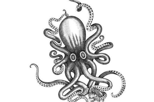Ссылка на kraken at